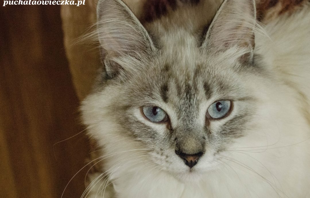 Mira, Maniek, Misza.