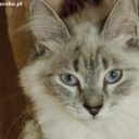 Mira, Maniek, Misza.