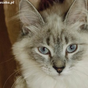 Mira, Maniek, Misza.