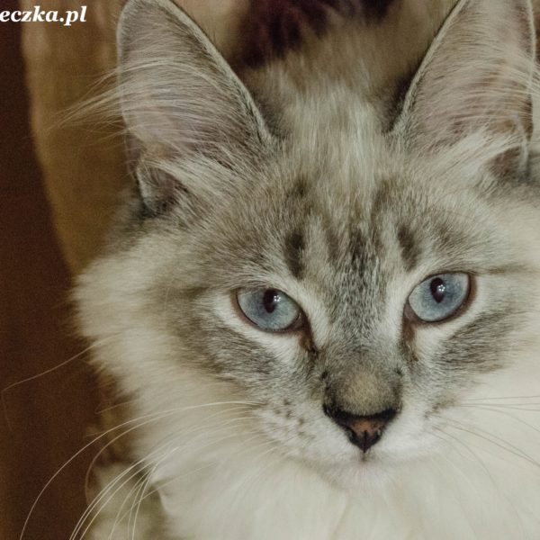 Mira, Maniek, Misza.