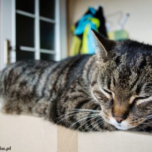 “Zwierzakowo”, czyli co?